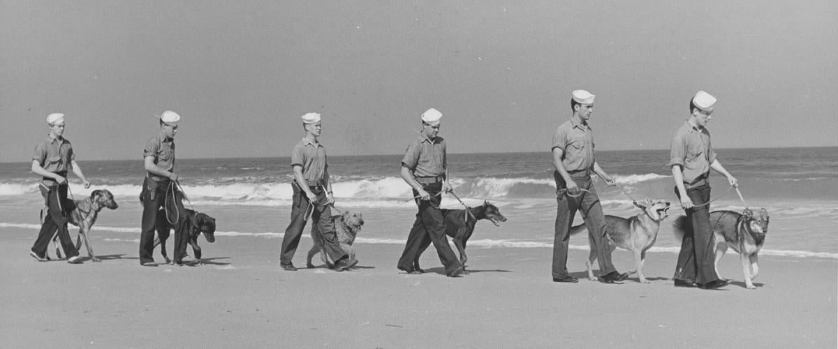 sailors and dogs