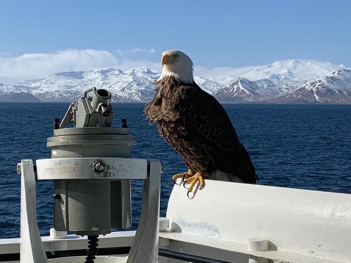 A bald eagle catches its breath on the bridge wing of the USCGC Alex Haley (WMEC-39) during operations off the Aleutian Islands on 19 March 2020. The Alex Haley routinely conducts law enforcement operations and provides search-and-rescue coverage throughout the Bering Sea.