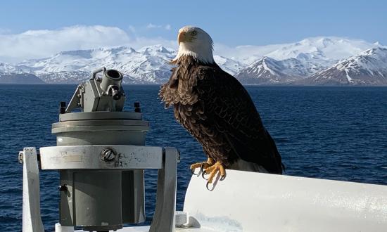 A bald eagle catches its breath on the bridge wing of the USCGC Alex Haley (WMEC-39) during operations off the Aleutian Islands on 19 March 2020. The Alex Haley routinely conducts law enforcement operations and provides search-and-rescue coverage throughout the Bering Sea.